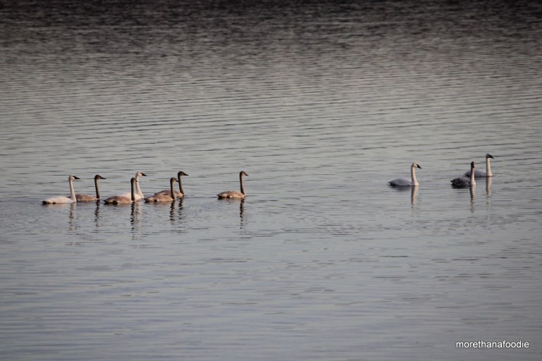tundra and trumpeter swans on the lake