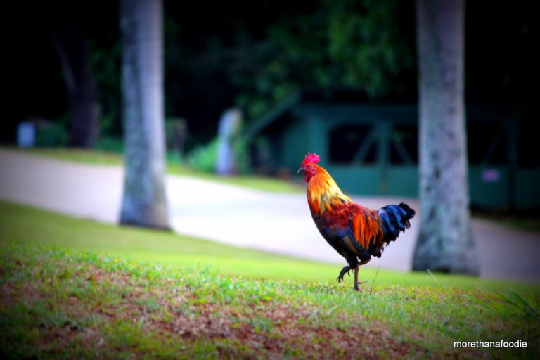 wild rooster kauai cock