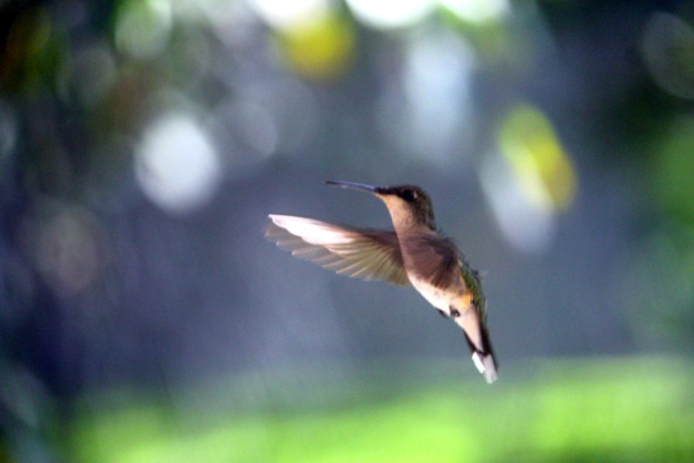 hummingbird in flight