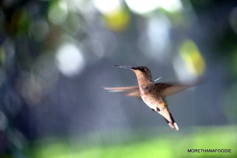 hummingbird in flight