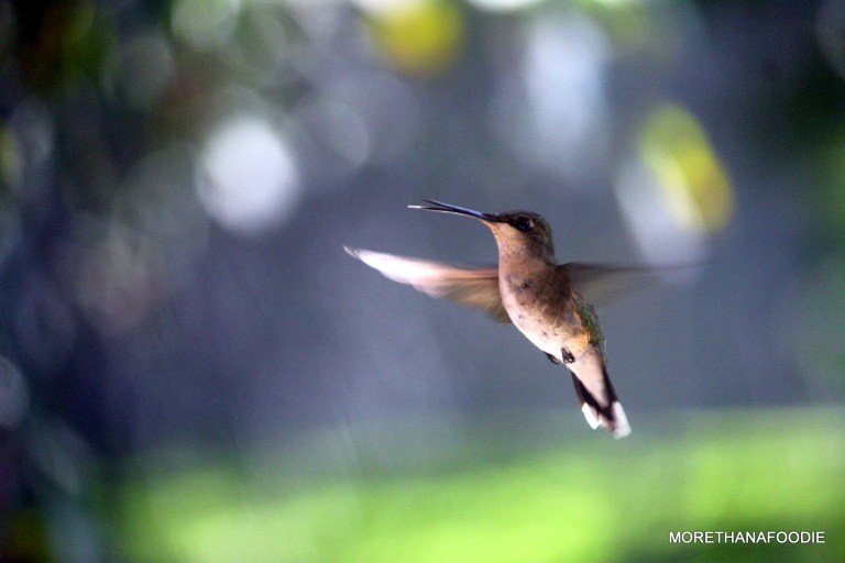 hummingbird in flight