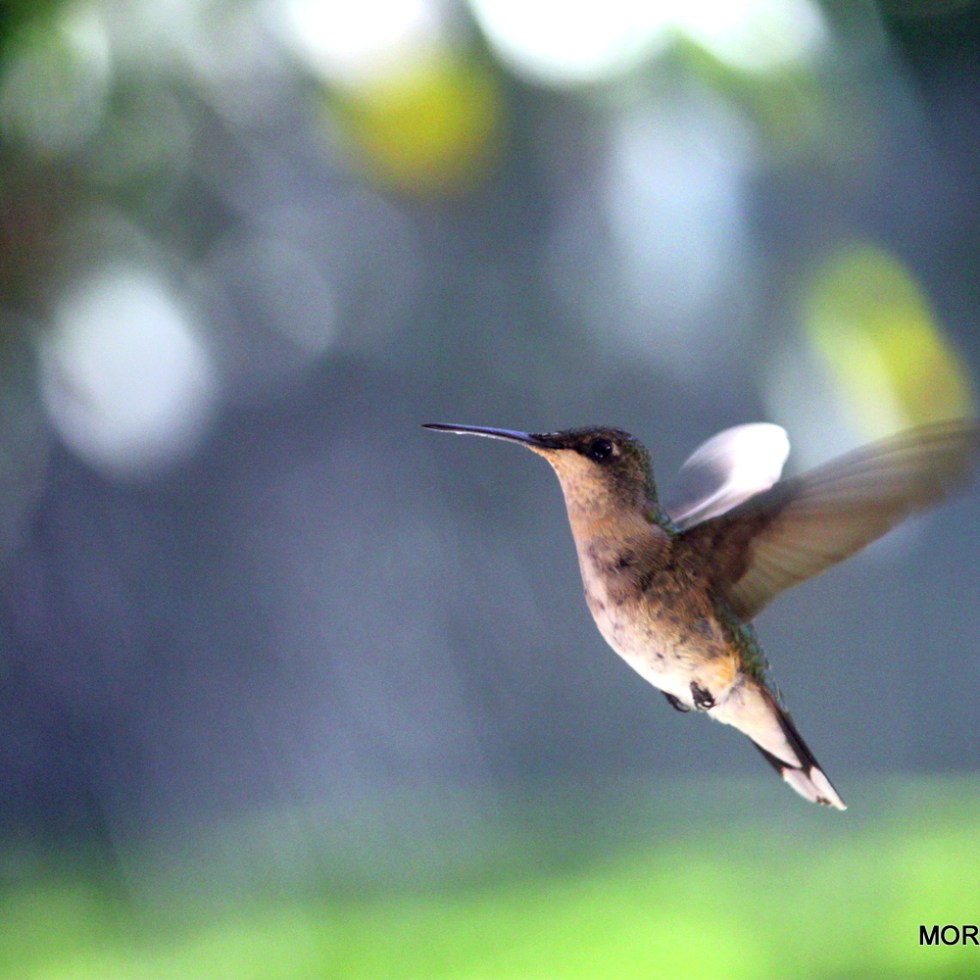 hummingbird in flight