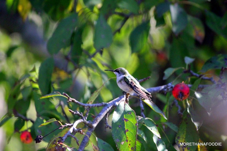 hummingbird at rest iowa