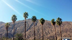 palm trees and mountain palm springs california