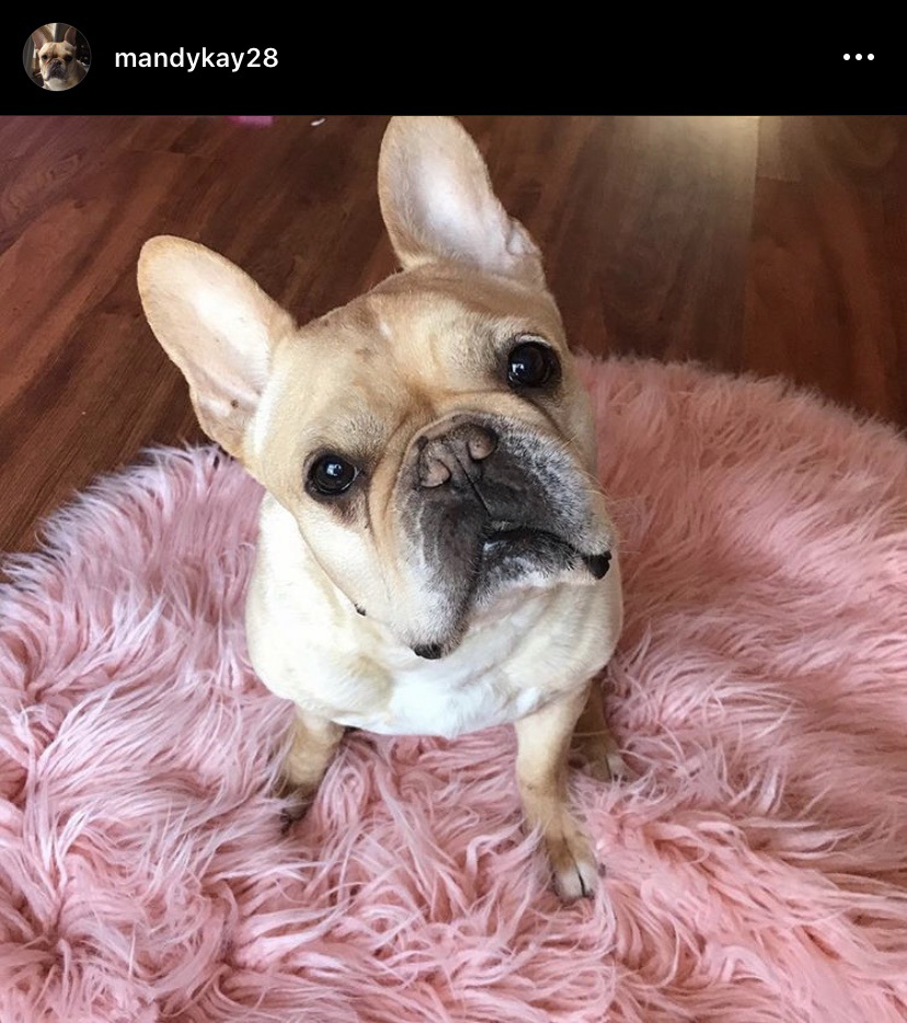 Larry the Ninja - French Bulldog